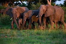 Elephant-Family-at-Sunset.jpg