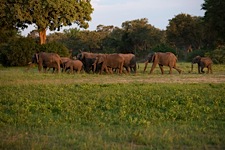 Elephant-Herd-on-the-Move.jpg