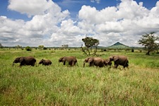 Elephant-Plains.jpg