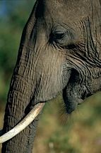 Elephant-Portrait.jpg