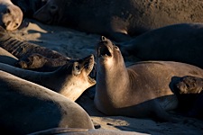 Elephant-Seal-Conversation.jpg