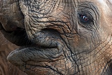 Elephant-Smile.jpg