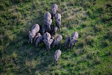 Elephant-Teamwork.jpg