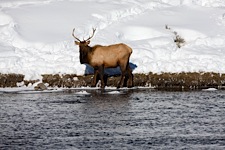 Elk-River.jpg