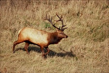 Elk-on-the-Move.jpg