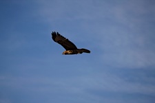 Falcon-Soaring.jpg