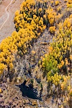 Fall-Aspen-Collage.jpg