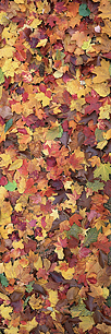 Fall-Leaf-Collage-Vertical.jpg
