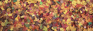 Fall-Leaf-Collage.jpg