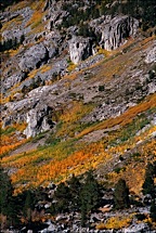 Fall-Sierra-Blend.jpg