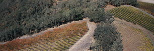Fall-Vineyard-Aerial-Panoramic.jpg