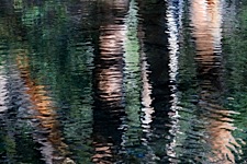 Forest-River-Reflections.jpg