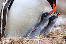Gentoo-Penguin-Family.jpg