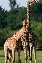 Giraffe-Hug.jpg