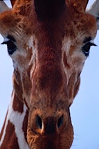 Giraffe-Portrait.jpg