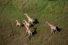Giraffe-Stroll.jpg