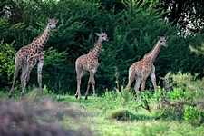 Giraffe-Trio.jpg