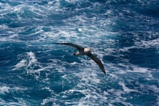 Gliding-Albatross.jpg
