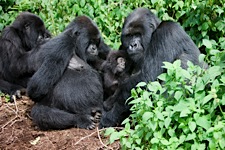 Gorilla-Family-.jpg