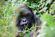 Gorilla-Sanctuary.jpg