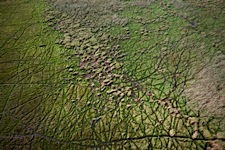 Green-Okavango-Texture.jpg
