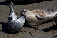 Harbor-Seal-Kiss.jpg