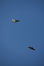 Hawk-Duet.jpg