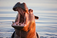 Hippo-Smile.jpg