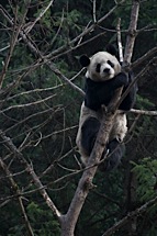 Hold-on-Panda.jpg