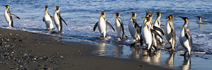 King-Penguin-Beach.jpg