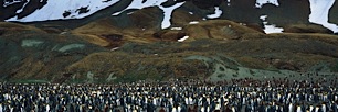 King-Penguin-Hillside.jpg