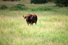 Land-of-the-African-Buffalo.jpg
