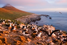 Land-of-the-Albatross.jpg