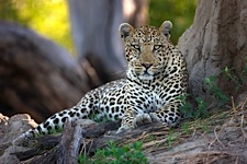 Land-of-the-Leopard.jpg