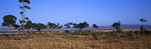 Land-of-the-Masai-Elephant.jpg