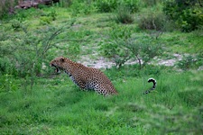 Leopard-Awakens.jpg