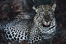 Leopard-Beauty.jpg