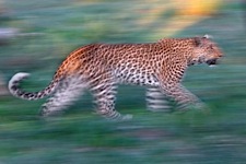 Leopard-Flow.jpg