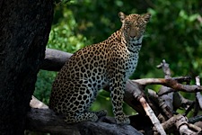 Leopard-Gaze.jpg