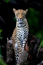 Leopard-Guardian.jpg