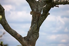 Leopard-Lookout.jpg