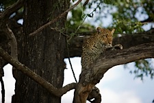 Leopard-Perch.jpg