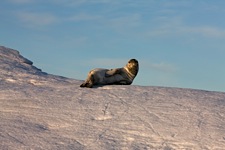 Leopard-Seal-Resting-Spot.jpg