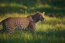 Leopard-Searching.jpg