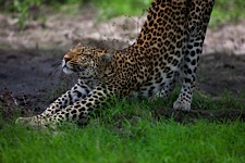 Leopard-Stretch.jpg