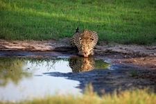 Leopard-Thirst.jpg