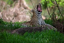 Leopard-Yawn.jpg