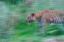 Leopard-in-Motion.jpg