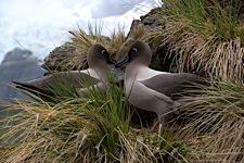 Light-Mantled-Albatross-Perch.jpg
