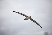 Light-Mantled-Sooty-Albatross-Soaring.jpg